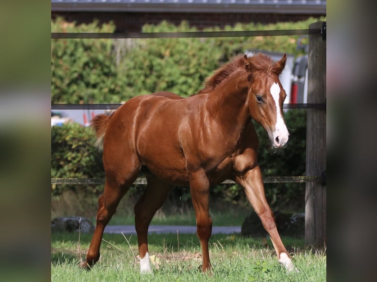 American Quarter Horse Hengst Veulen (04/2026) 150 cm Vos in Wardenburg