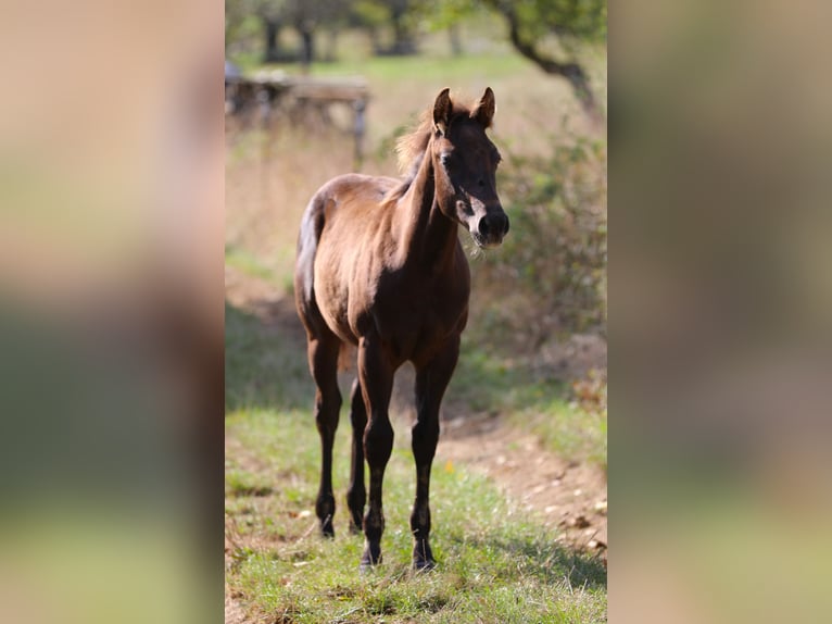 American Quarter Horse Hengst veulen (04/2024) 150 cm Zwart in Poppenhausen