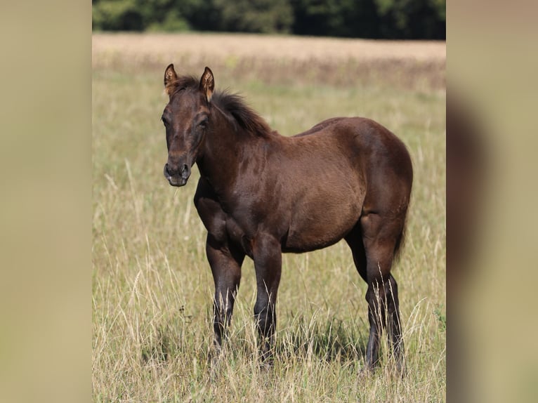 American Quarter Horse Hengst veulen (04/2024) 150 cm Zwart in Poppenhausen