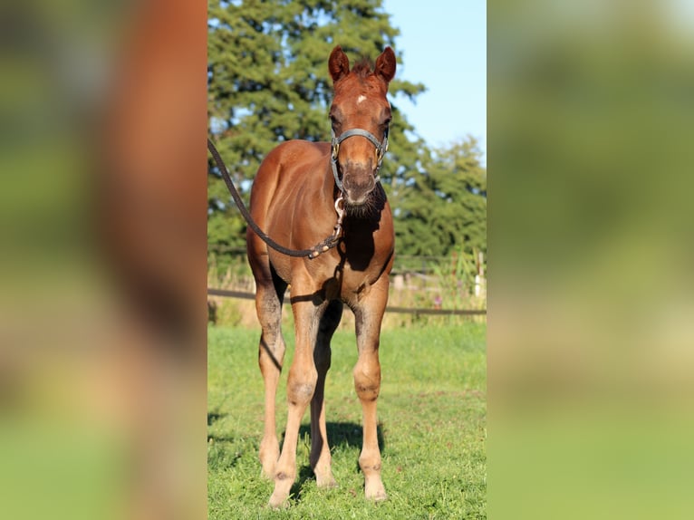 American Quarter Horse Hengst Veulen (06/2026) 151 cm Donkere-vos in Stade