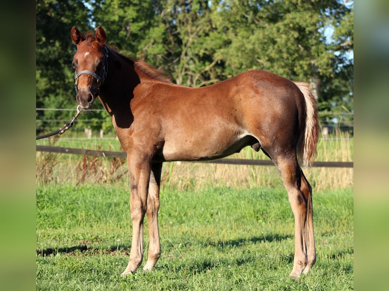 American Quarter Horse Hengst Veulen (06/2026) 151 cm Donkere-vos in Stade