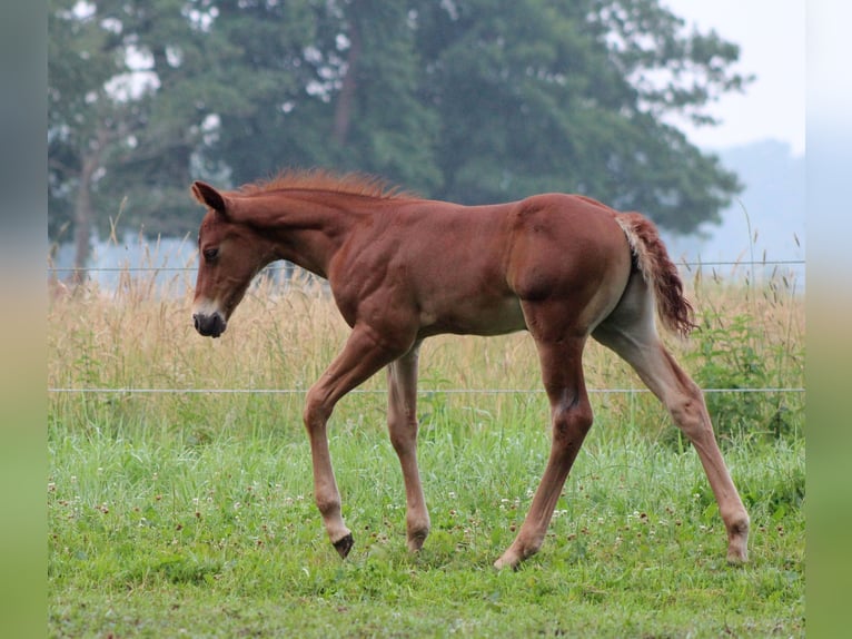 American Quarter Horse Hengst Veulen (06/2026) 151 cm Donkere-vos in Stade