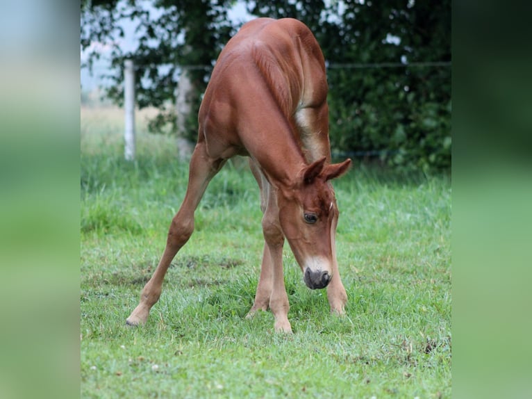 American Quarter Horse Hengst Veulen (06/2026) 151 cm Donkere-vos in Stade