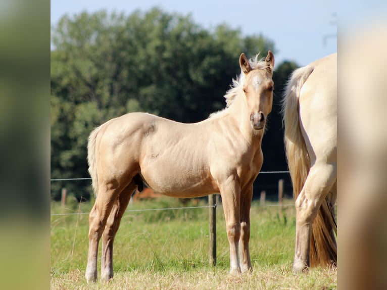 American Quarter Horse Hengst Veulen (05/2025) 151 cm Palomino in Stade
