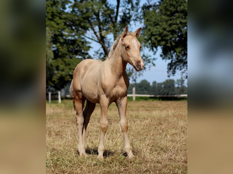 American Quarter Horse Hengst Veulen (05/2025) 151 cm Palomino in Stade
