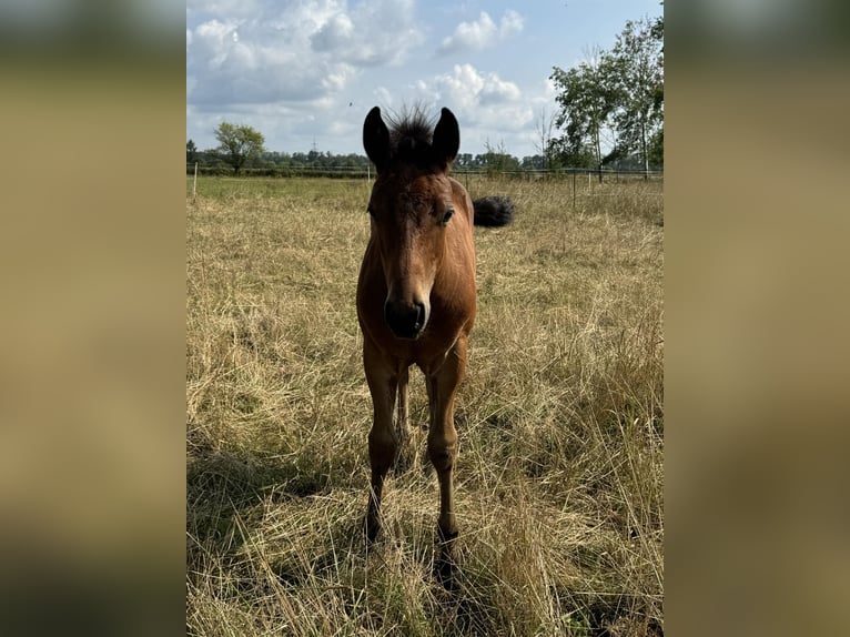 American Quarter Horse Hengst veulen (05/2024) 152 cm Bruin in Königswartha