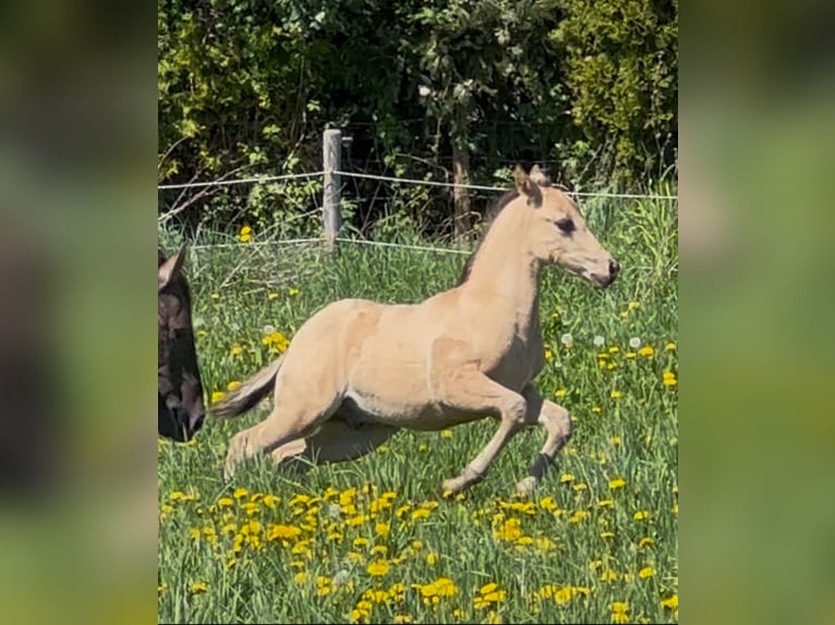 American Quarter Horse Hengst  152 cm Buckskin in MeckenheimMeckenheim