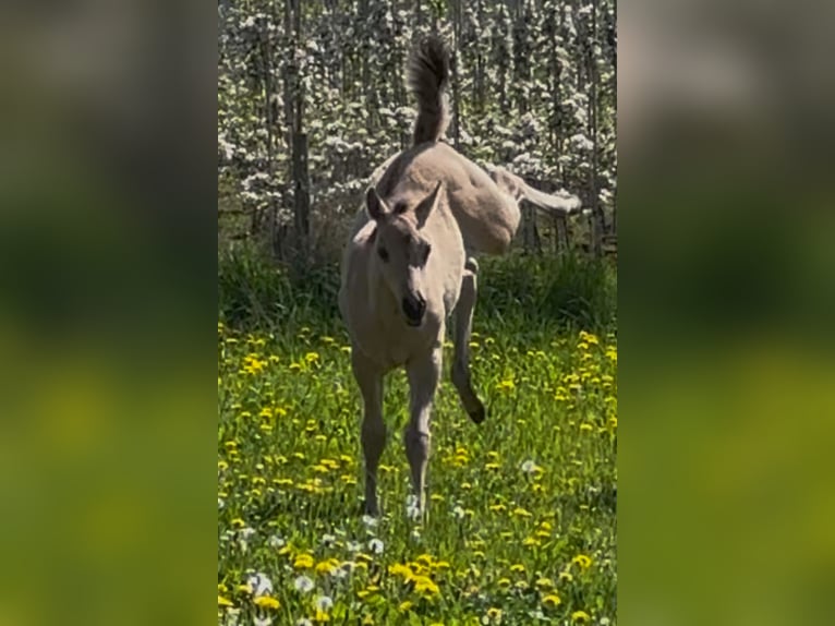 American Quarter Horse Hengst  152 cm Buckskin in MeckenheimMeckenheim