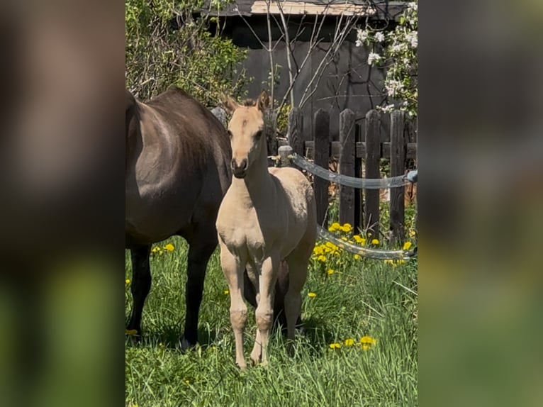 American Quarter Horse Hengst  152 cm Buckskin in MeckenheimMeckenheim