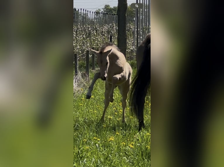 American Quarter Horse Hengst  152 cm Buckskin in MeckenheimMeckenheim