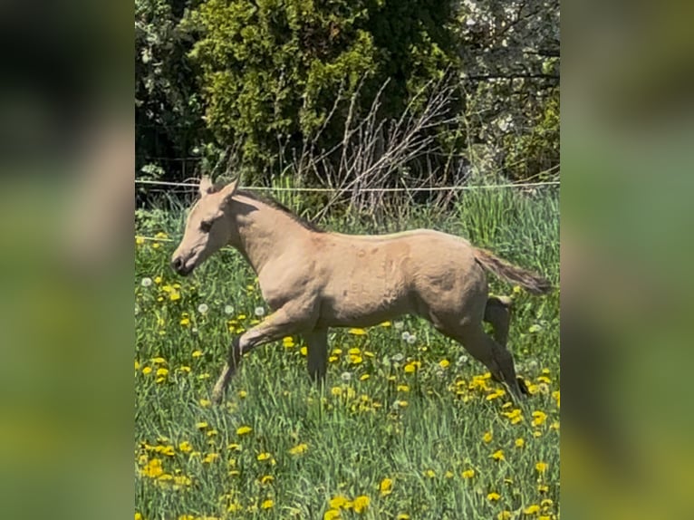 American Quarter Horse Hengst  152 cm Buckskin in MeckenheimMeckenheim