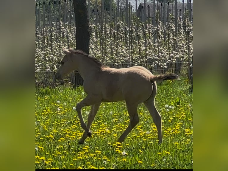 American Quarter Horse Hengst  152 cm Buckskin in MeckenheimMeckenheim