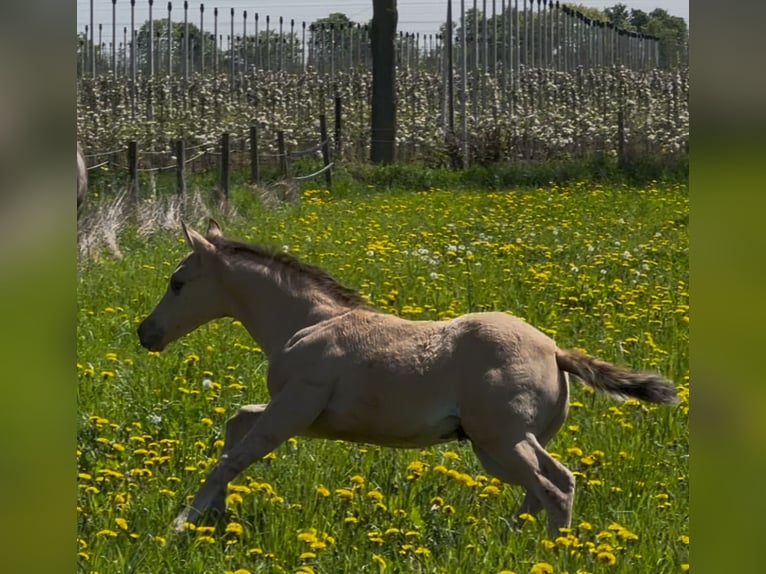 American Quarter Horse Hengst  152 cm Buckskin in MeckenheimMeckenheim