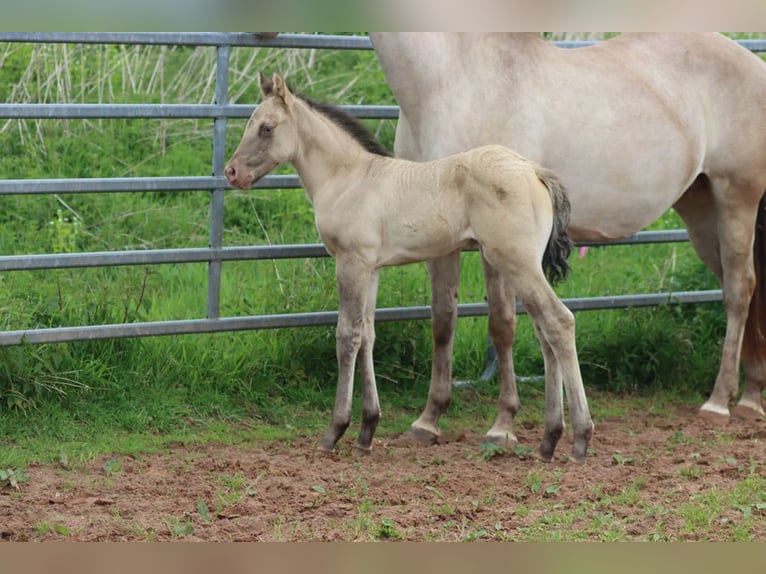 American Quarter Horse Hengst Veulen (04/2025) 152 cm Champagne in Hellenthal