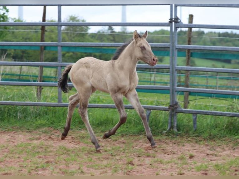 American Quarter Horse Hengst Veulen (04/2025) 152 cm Champagne in Hellenthal
