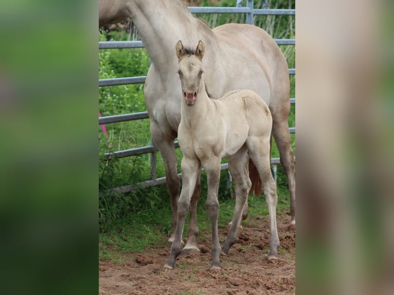 American Quarter Horse Hengst Veulen (04/2025) 152 cm Champagne in Hellenthal