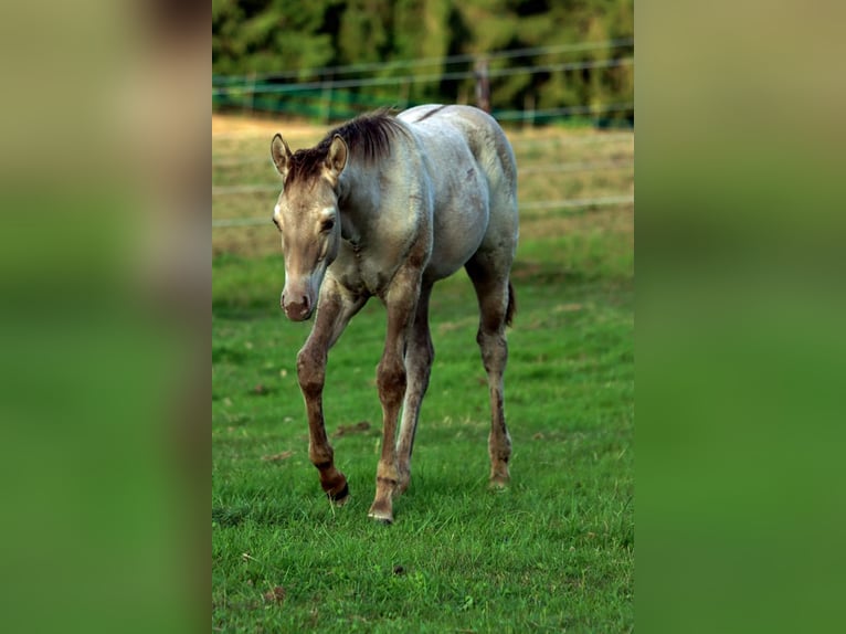 American Quarter Horse Hengst Veulen (04/2025) 152 cm Champagne in Hellenthal