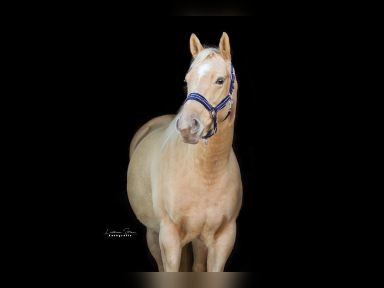 American Quarter Horse Hengst veulen (05/2024) 152 cm Champagne in Nordhorn