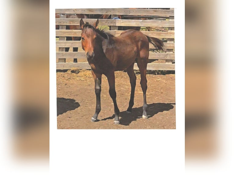 American Quarter Horse Hengst Veulen (06/2025) 152 cm Donkerbruin in Denton, MT American Quarter Horse Hengst Veulen (06/2025) 152 cm Donkerbruin in Denton, MT