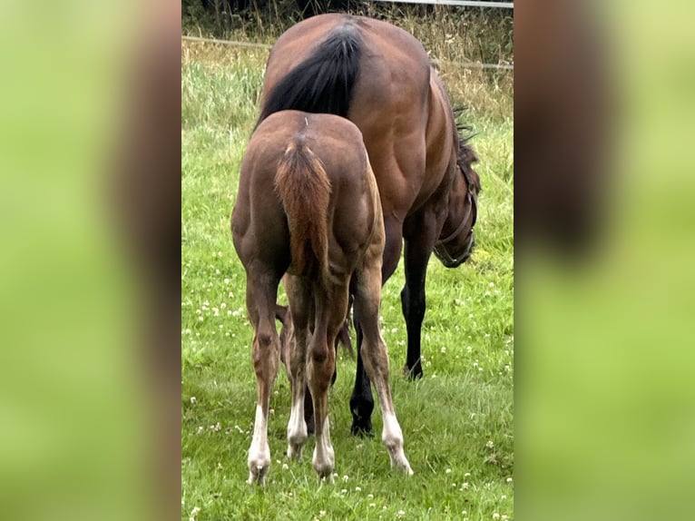 American Quarter Horse Hengst veulen (04/2024) 152 cm Donkere-vos in Düsseldorf