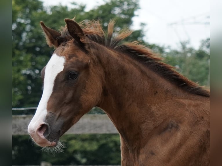 American Quarter Horse Hengst veulen (04/2024) 152 cm Donkere-vos in Düsseldorf