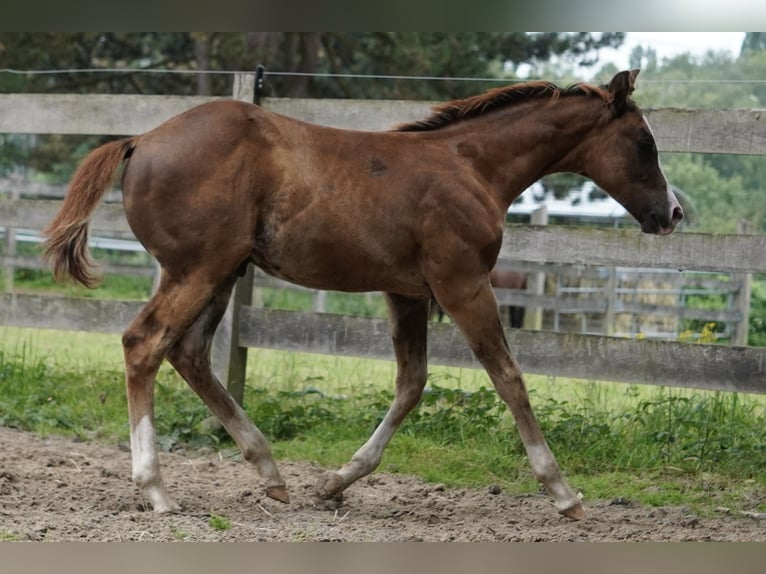 American Quarter Horse Hengst veulen (04/2024) 152 cm Donkere-vos in Düsseldorf