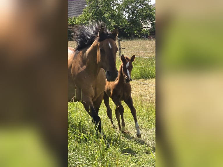 American Quarter Horse Hengst  152 cm Donkere-vos in Amorbach