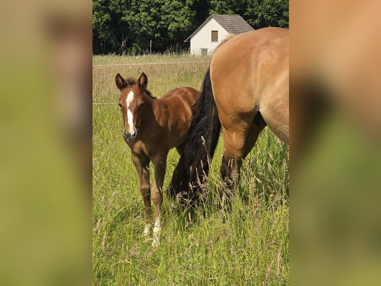 American Quarter Horse Hengst  152 cm Donkere-vos in Amorbach