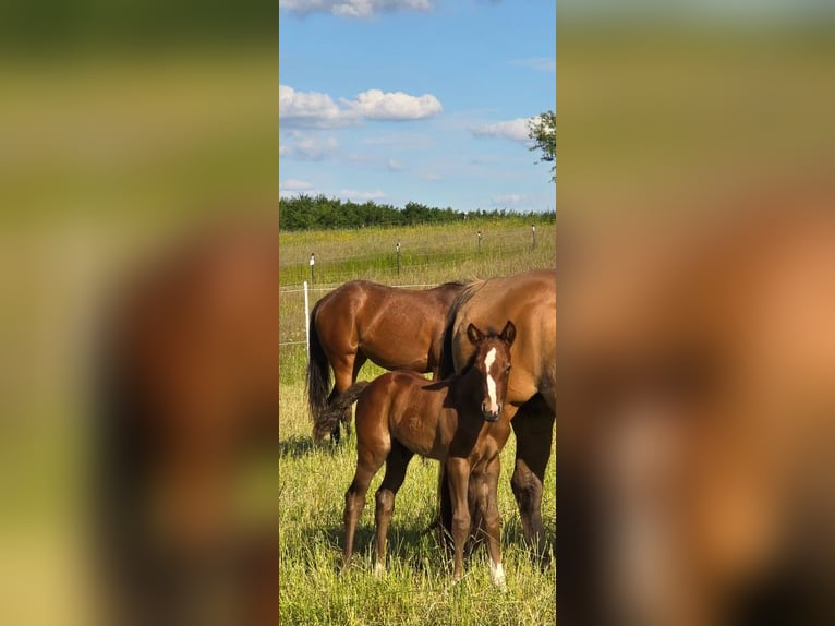 American Quarter Horse Hengst  152 cm Donkere-vos in Amorbach