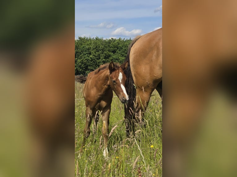 American Quarter Horse Hengst  152 cm Donkere-vos in Amorbach