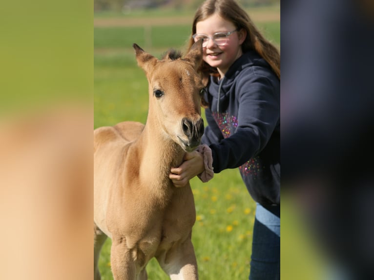 American Quarter Horse Hengst veulen (04/2024) 152 cm Falbe in Neustadt am Rübenberge