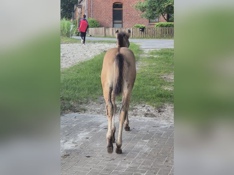 American Quarter Horse Hengst veulen (04/2024) 152 cm Falbe in Neustadt am Rübenberge