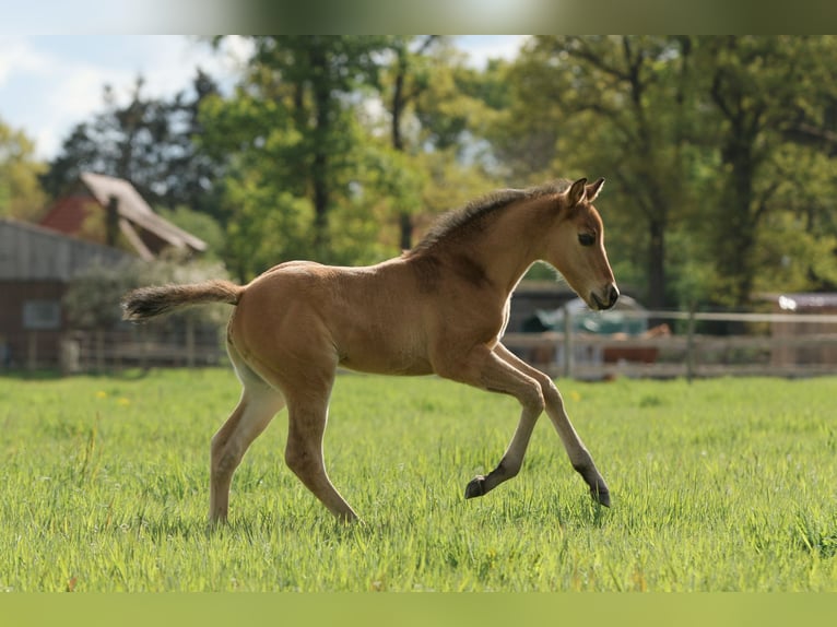 American Quarter Horse Hengst veulen (04/2024) 152 cm Falbe in Neustadt am Rübenberge