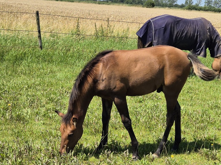 American Quarter Horse Hengst veulen (04/2024) 152 cm Falbe in Neustadt am Rübenberge