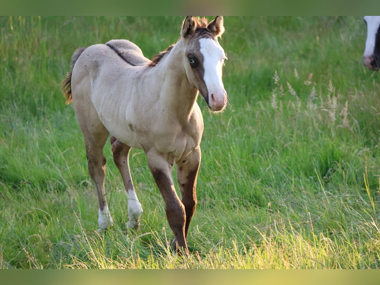 American Quarter Horse Hengst Veulen (04/2025) 152 cm Grullo in Alt Duvenstedt