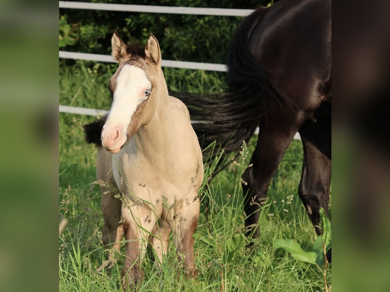 American Quarter Horse Hengst Veulen (04/2025) 152 cm Grullo in Alt Duvenstedt