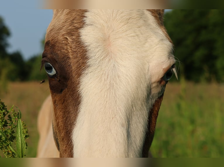 American Quarter Horse Hengst Veulen (04/2025) 152 cm Grullo in Alt Duvenstedt