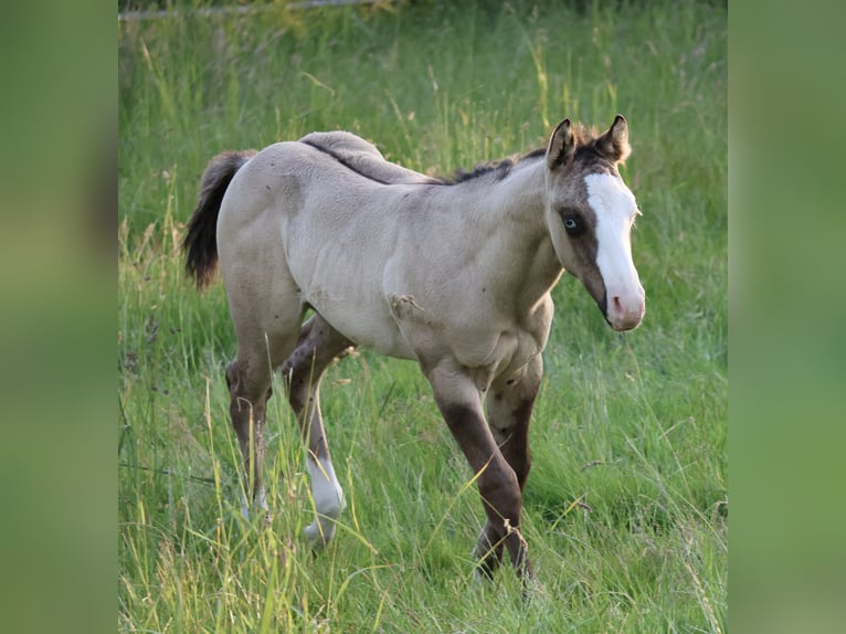 American Quarter Horse Hengst Veulen (04/2025) 152 cm Grullo in Alt Duvenstedt