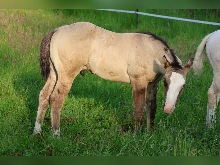 American Quarter Horse Hengst Veulen (04/2025) 152 cm Grullo in Alt Duvenstedt