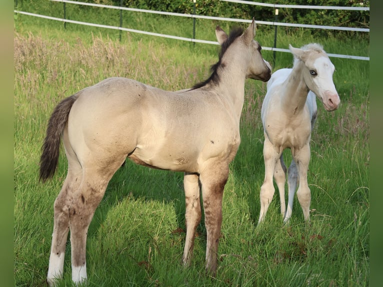 American Quarter Horse Hengst Veulen (04/2025) 152 cm Grullo in Alt Duvenstedt