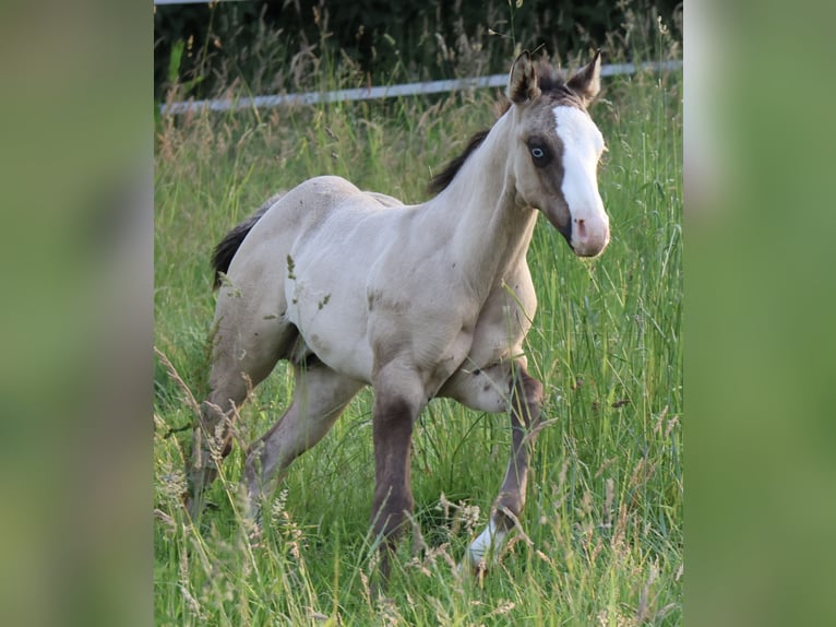 American Quarter Horse Hengst Veulen (04/2025) 152 cm Grullo in Alt Duvenstedt