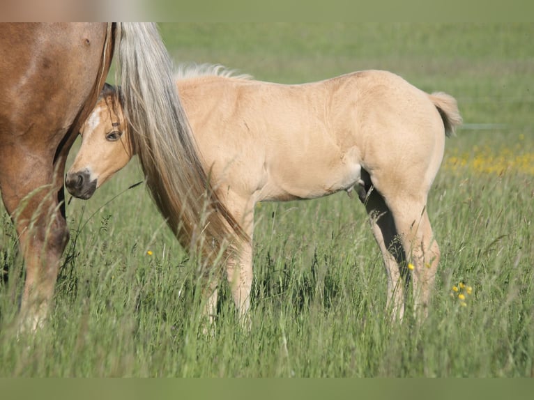 American Quarter Horse Hengst Veulen (04/2026) 152 cm Palomino in Haigerloch