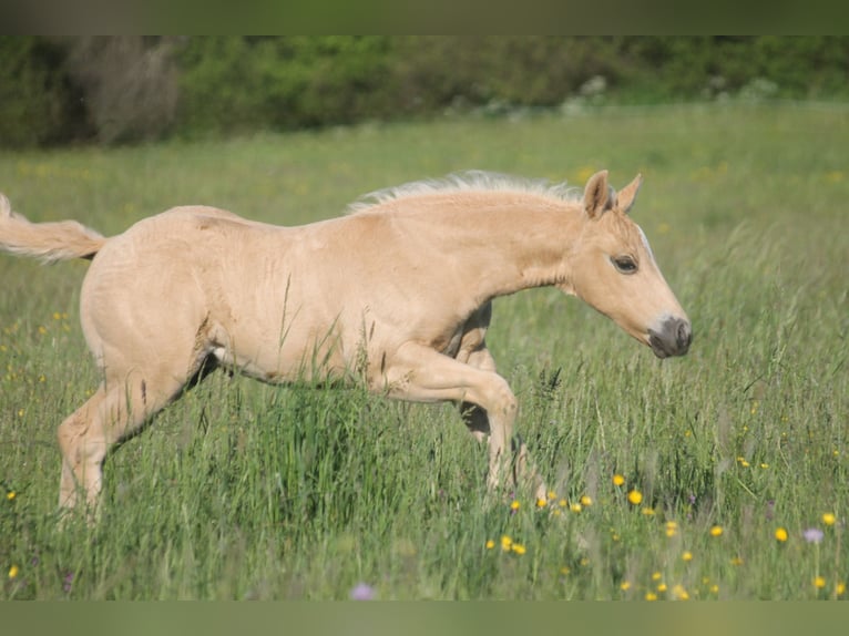 American Quarter Horse Hengst Veulen (04/2026) 152 cm Palomino in Haigerloch
