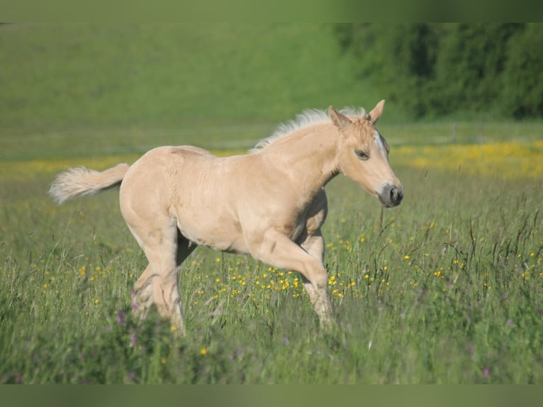 American Quarter Horse Hengst Veulen (04/2026) 152 cm Palomino in Haigerloch