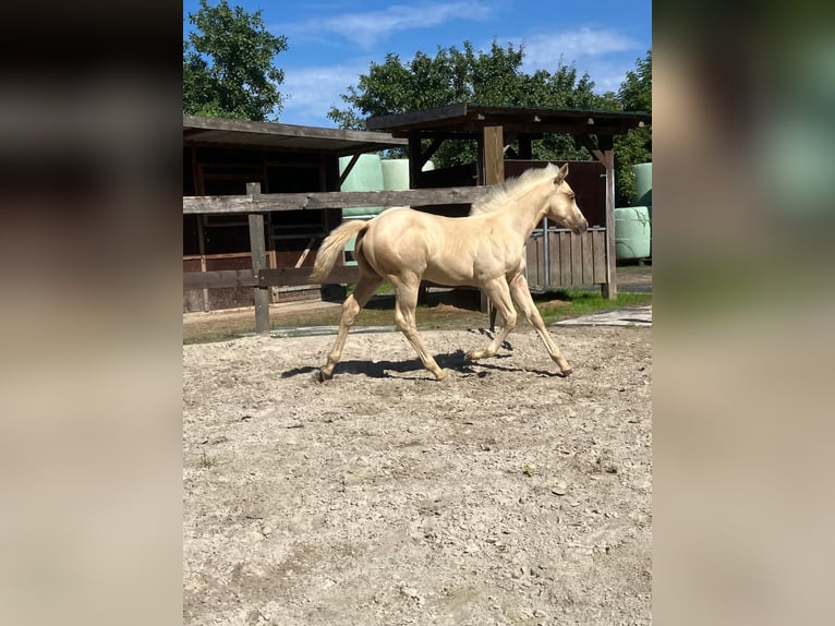 American Quarter Horse Hengst Veulen (05/2026) 152 cm Palomino in Moorweg