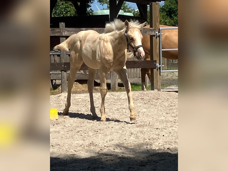 American Quarter Horse Hengst Veulen (05/2026) 152 cm Palomino in Moorweg