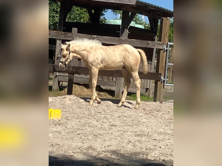 American Quarter Horse Hengst Veulen (05/2026) 152 cm Palomino in Moorweg