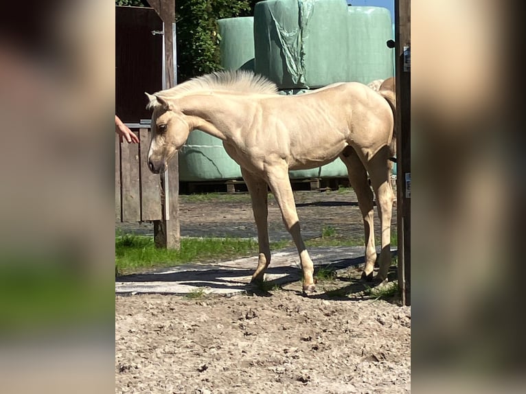 American Quarter Horse Hengst Veulen (05/2026) 152 cm Palomino in Moorweg