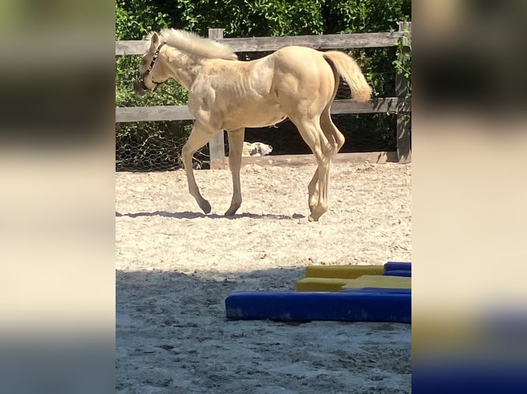 American Quarter Horse Hengst Veulen (05/2026) 152 cm Palomino in Moorweg