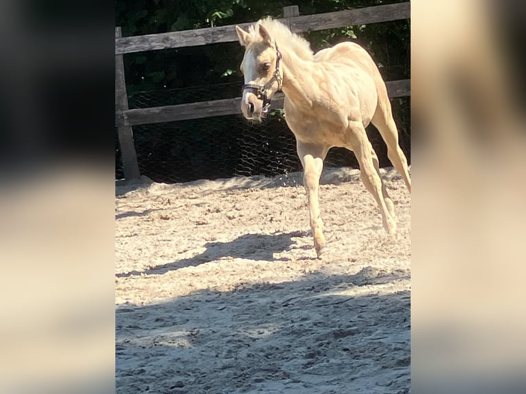 American Quarter Horse Hengst Veulen (05/2026) 152 cm Palomino in Moorweg